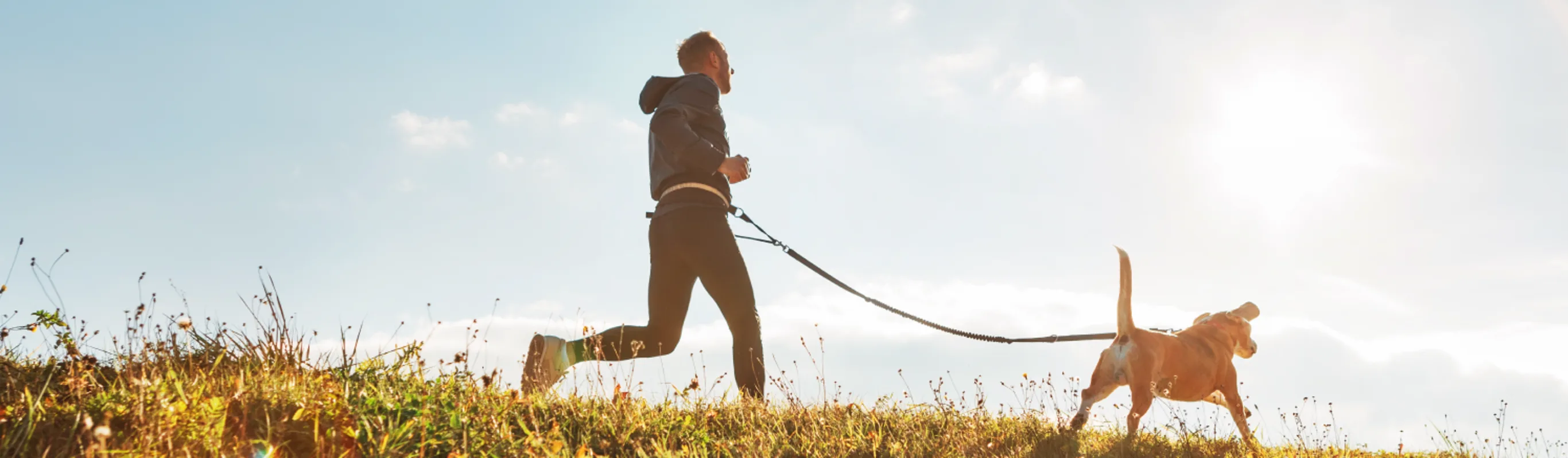 Dog on a run with owner in a meadow